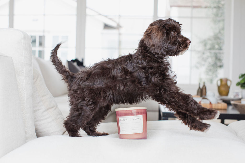 Elegant Sand + Paws Goji Berry 21 oz scented candle