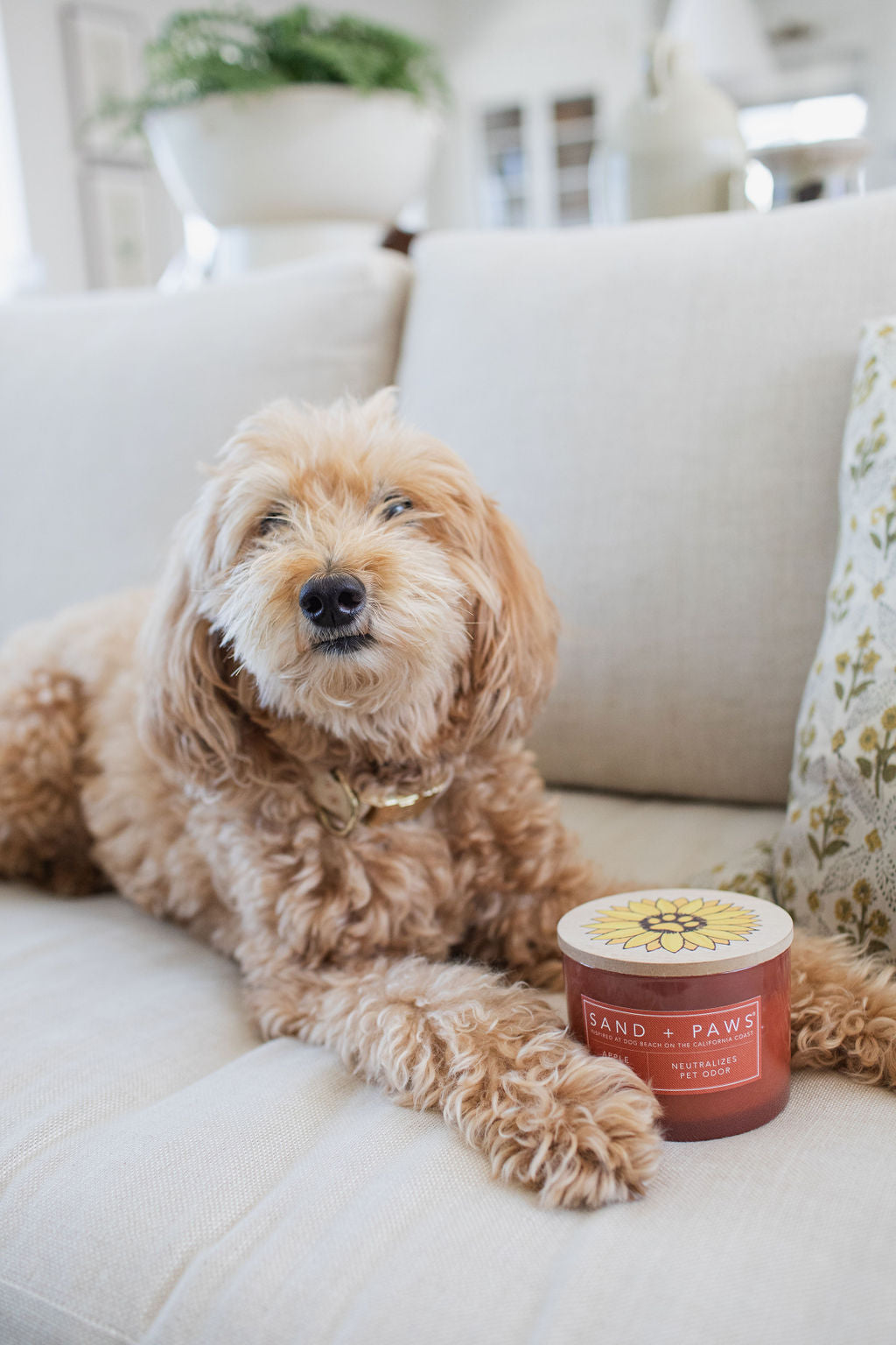 Elegant Sand + Paws Apple Spice 12 oz scented candle