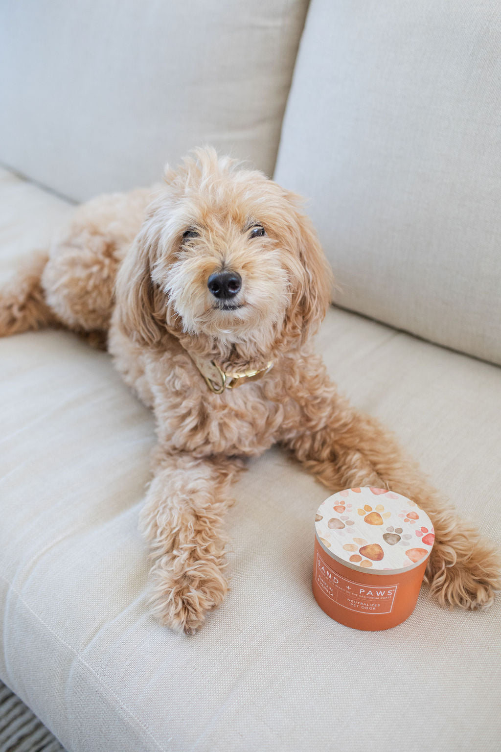 Elegant Sand + Paws Pumpkin & Vanilla 12 oz scented candle