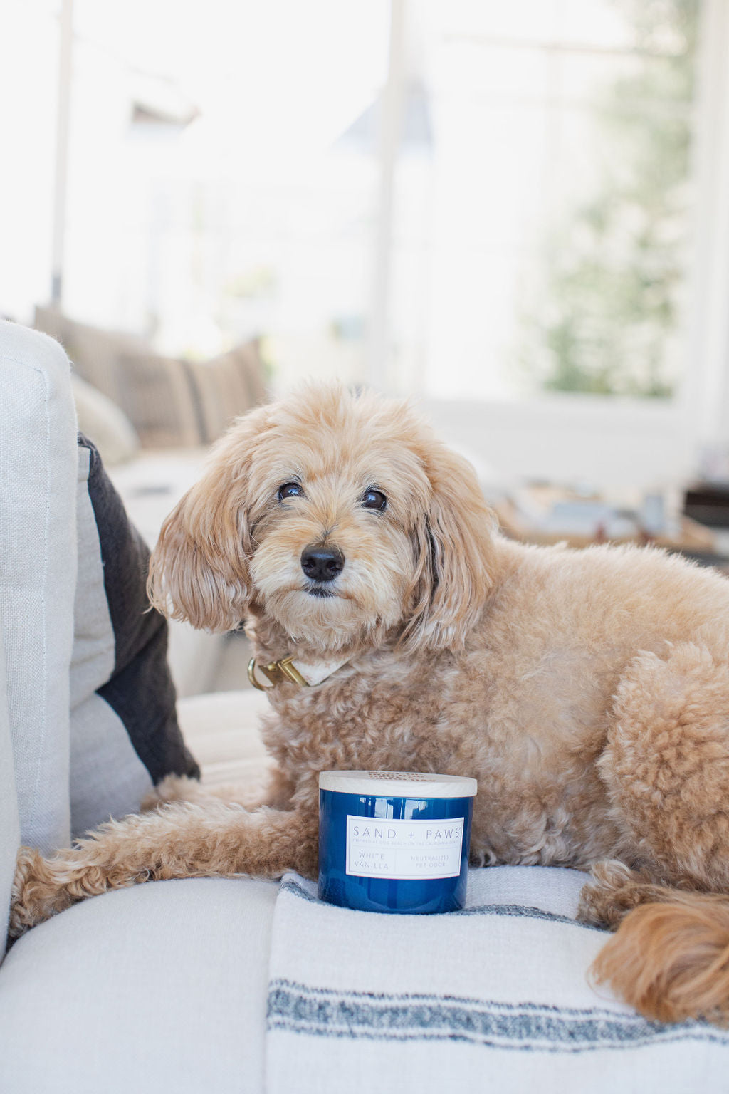 Elegant Sand + Paws White Vanilla 12 oz scented candle