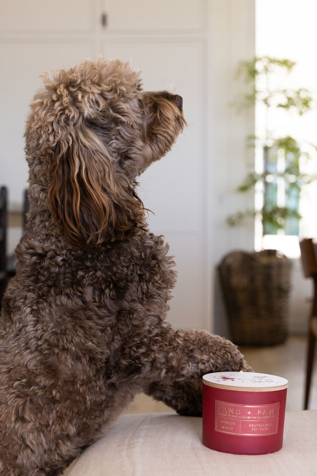 Elegant Sand + Paws Winter White 12 oz scented candle