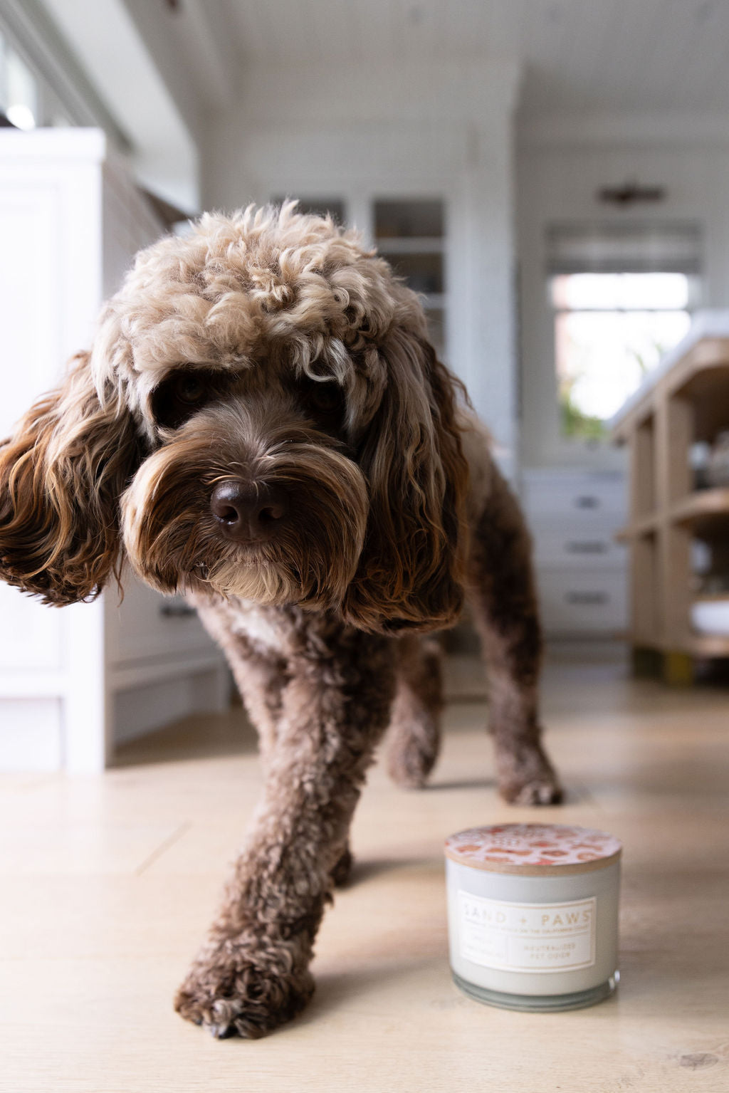 Elegant Sand + Paws Spiced Gingerbread 12 oz scented candle