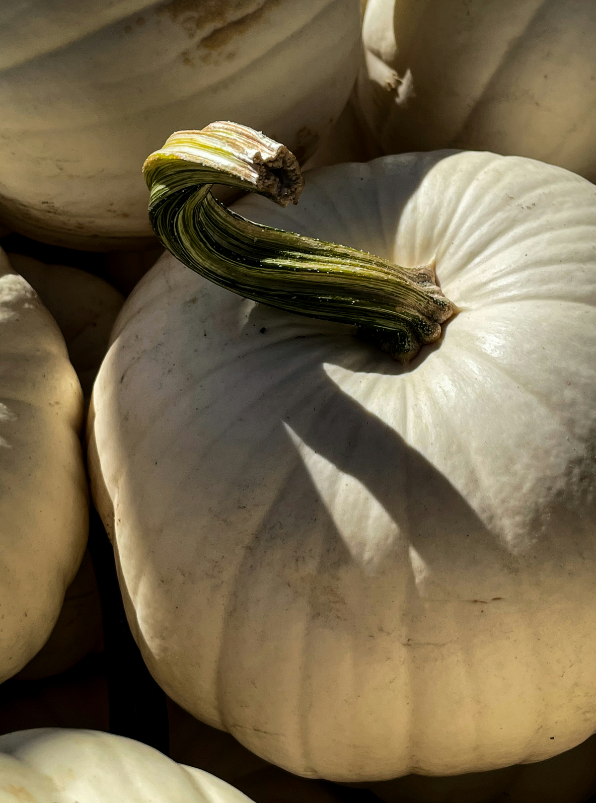 Elegant White Pumpkin 21 oz scented candle