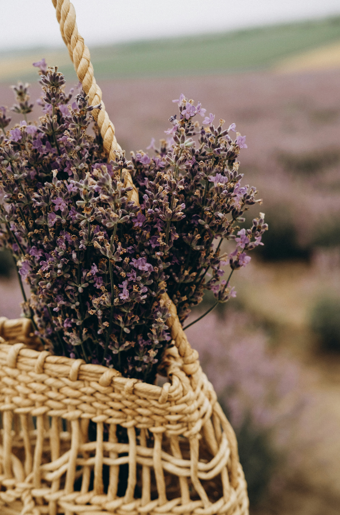 Premium Cedar & Lavender 100 ml Room Spray