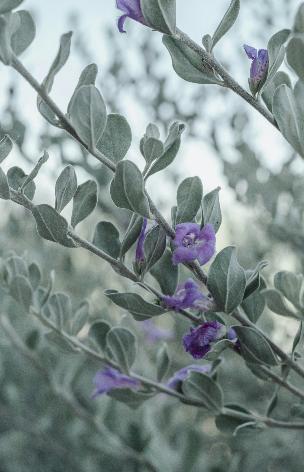 Elegant Eucalyptus & Lavender 12 oz scented candle