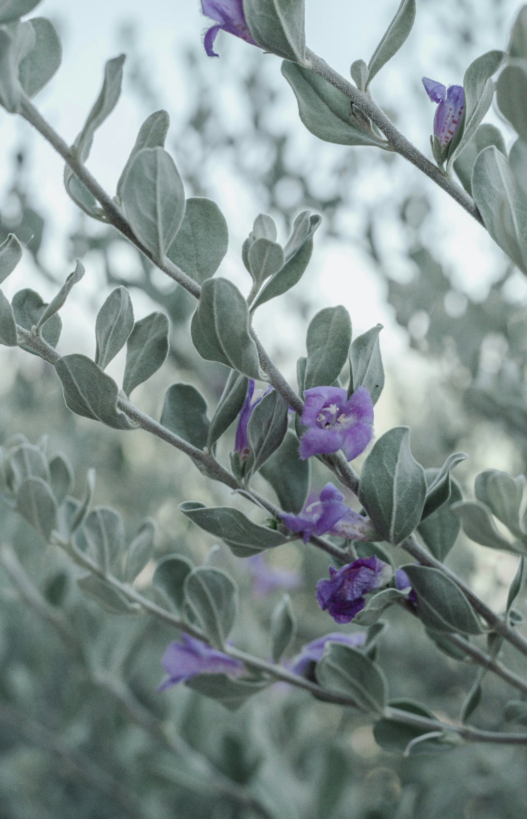 Elegant Eucalyptus & Lavender 11 oz scented candle