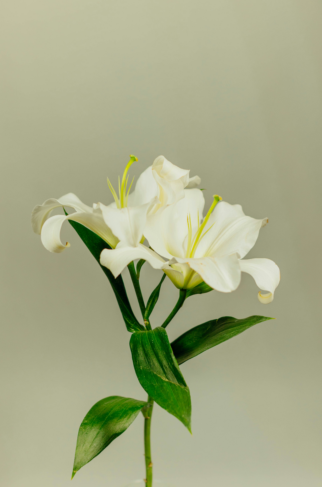 Elegant Gardenia 12 oz scented candle