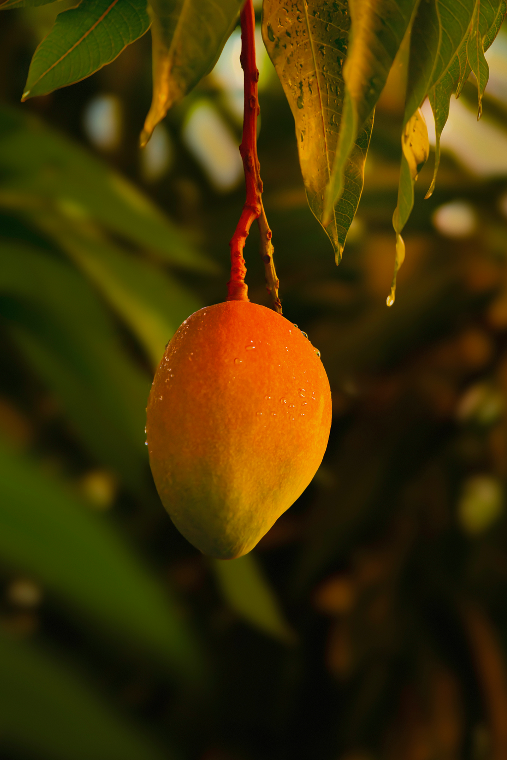 Elegant Guava Mango 21 oz scented candle