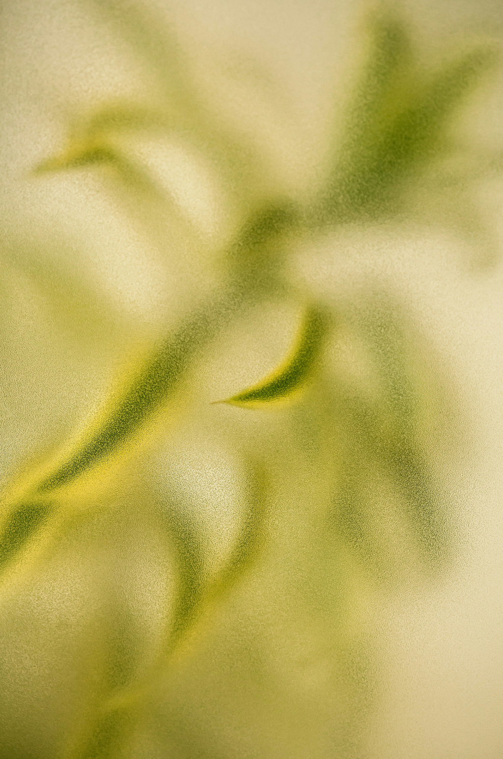 Elegant Lemongrass 12 oz scented candle
