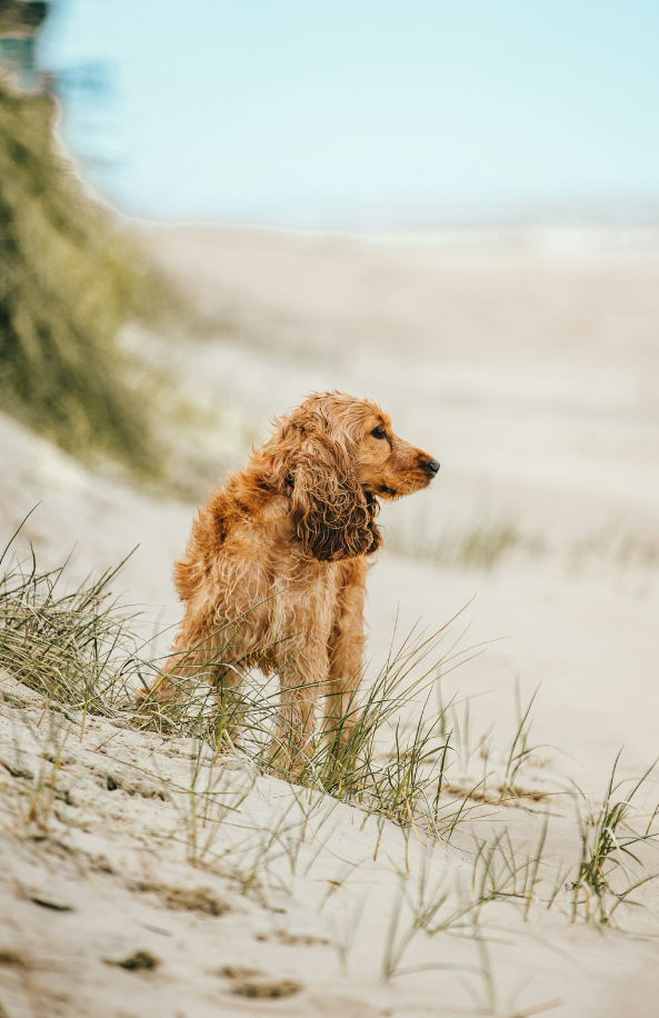 Elegant Sand + Paws Sun-n-Fun 12 oz scented candle