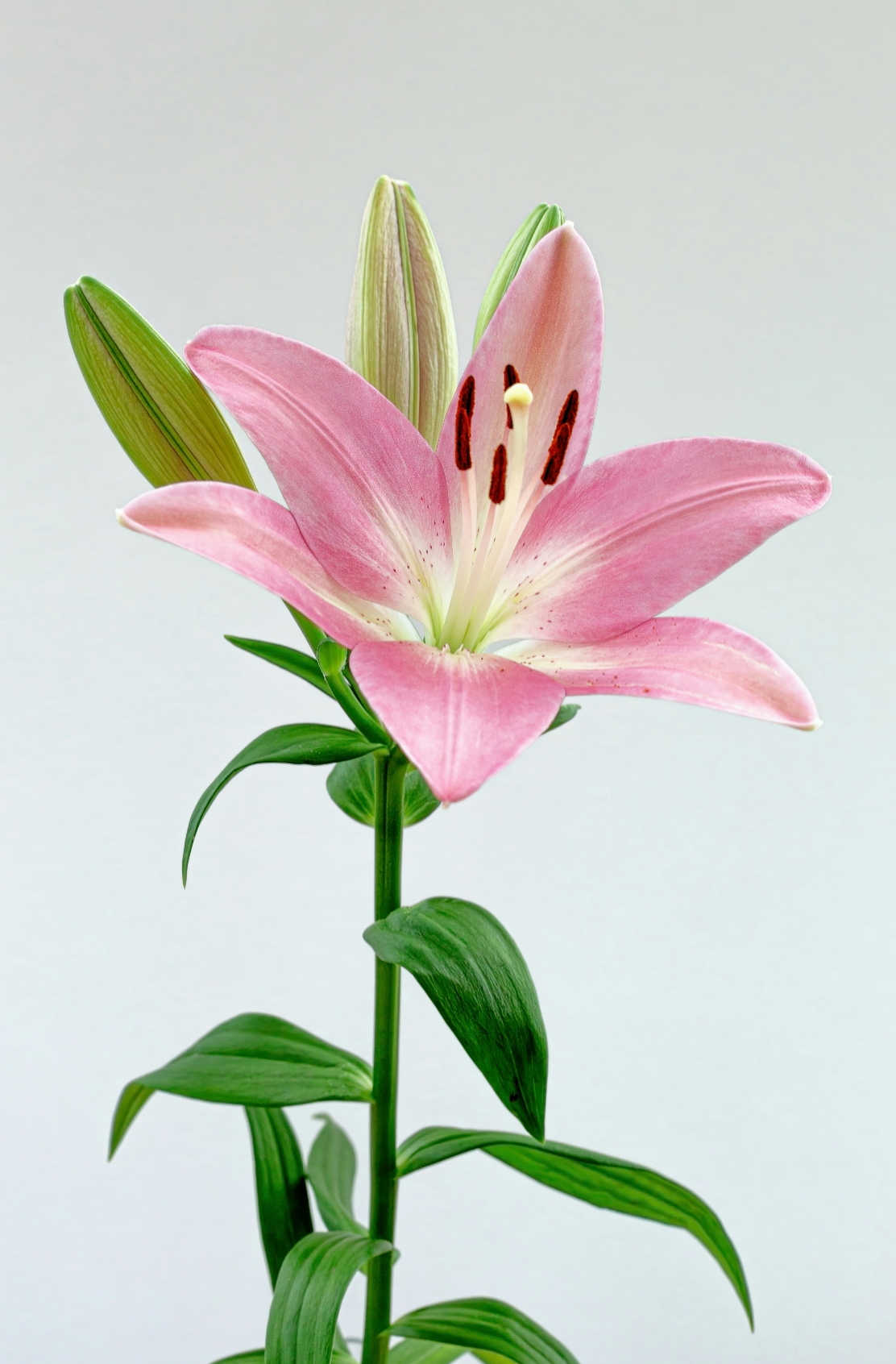 Soothing Peony & Lily 100 ml Eau de Toilette