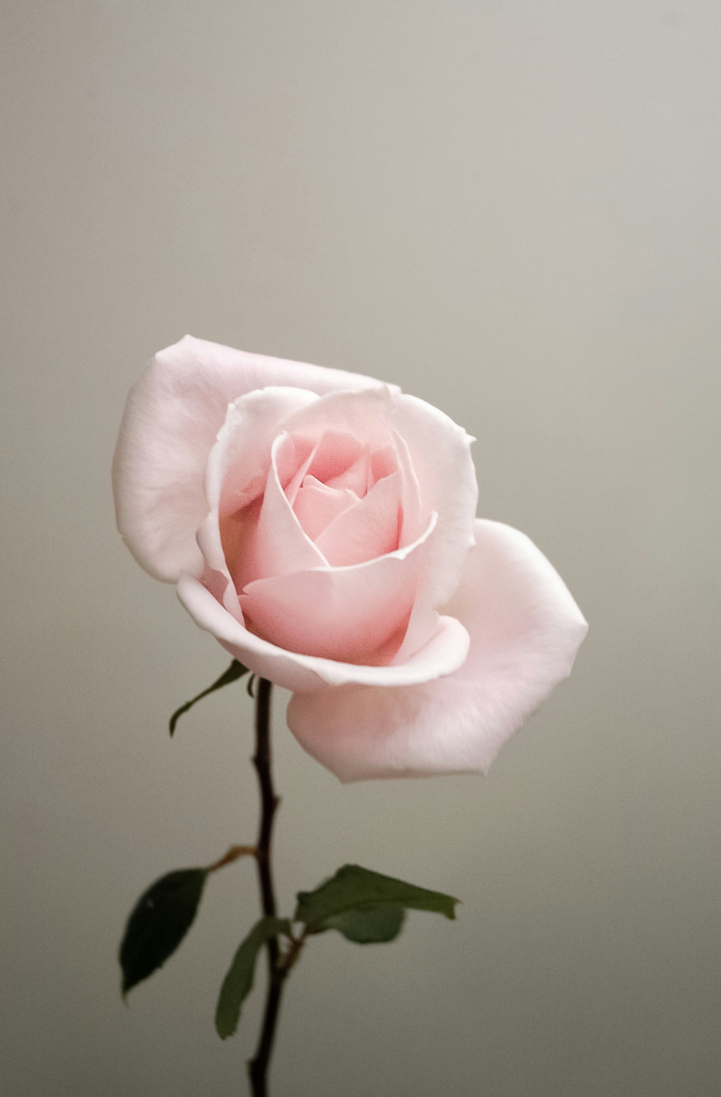 Soothing Sweet Rose 100 ml Eau de Toilette