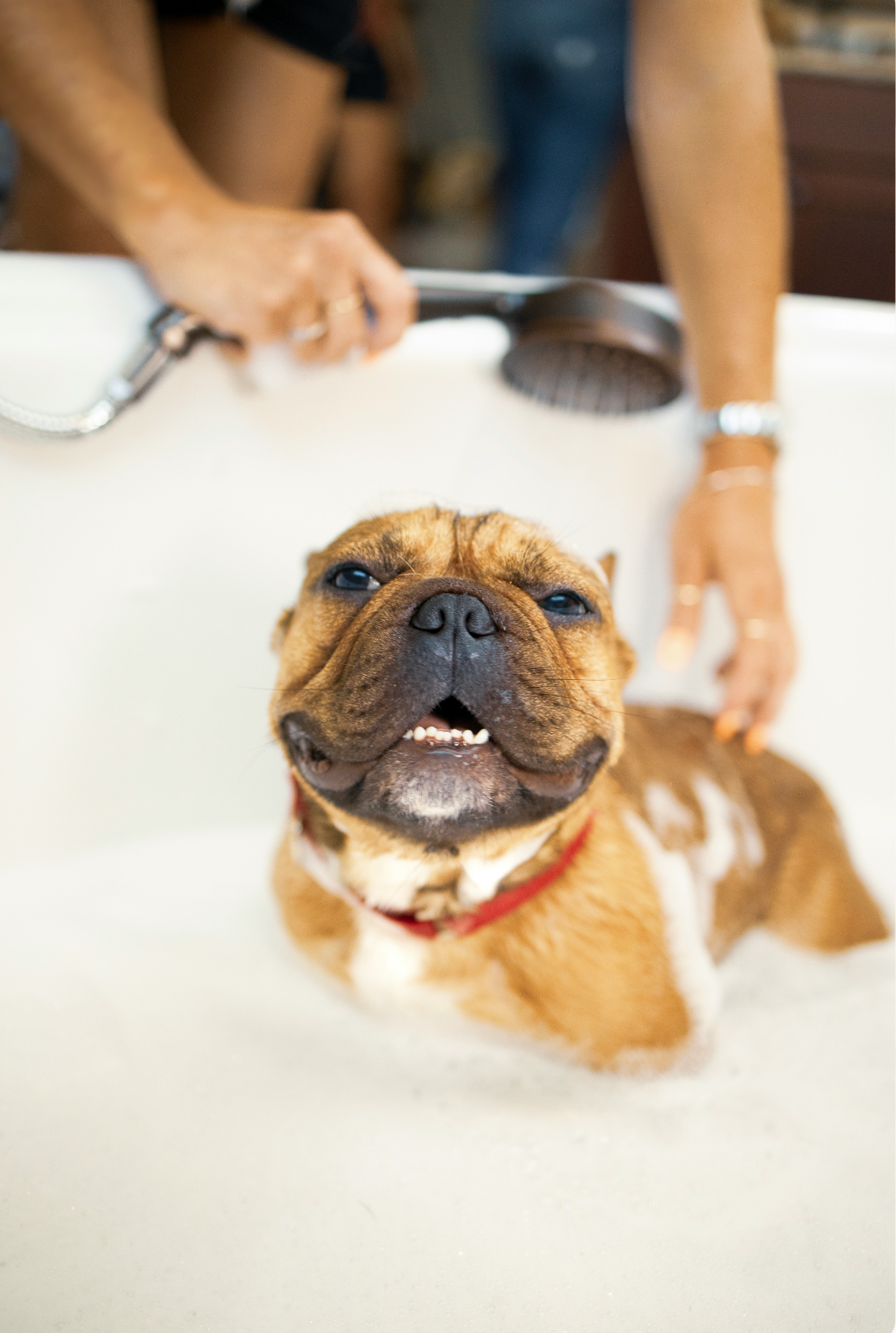 Nourishing Sand + Paws Pet Shampoo & Conditioner - Lavender & Oatmeal
