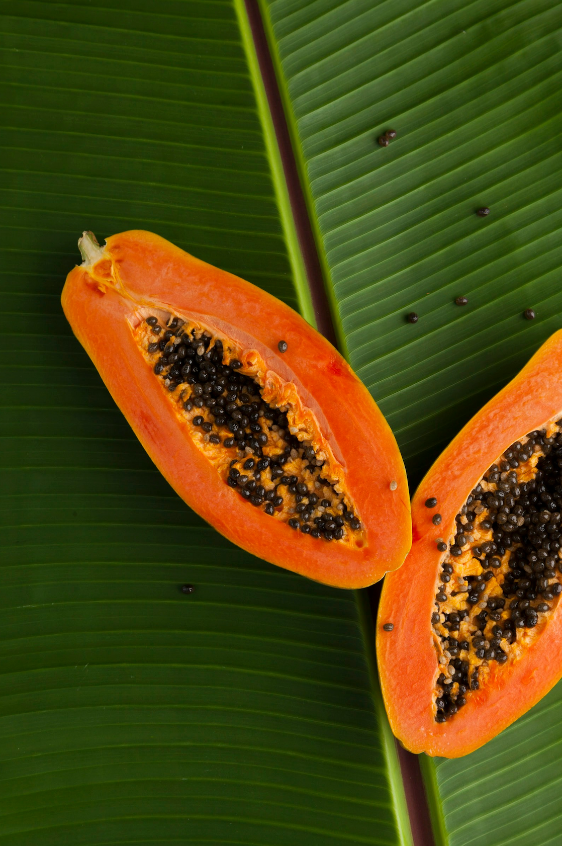 Elegant Island Papaya 10 oz scented candle
