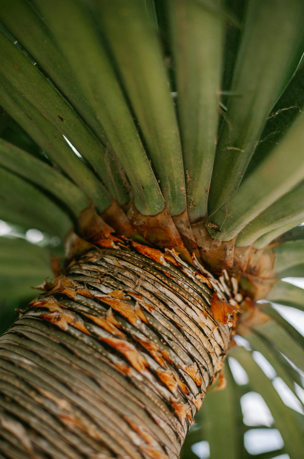 Elegant Driftwood & Pineapple 12 oz scented candle