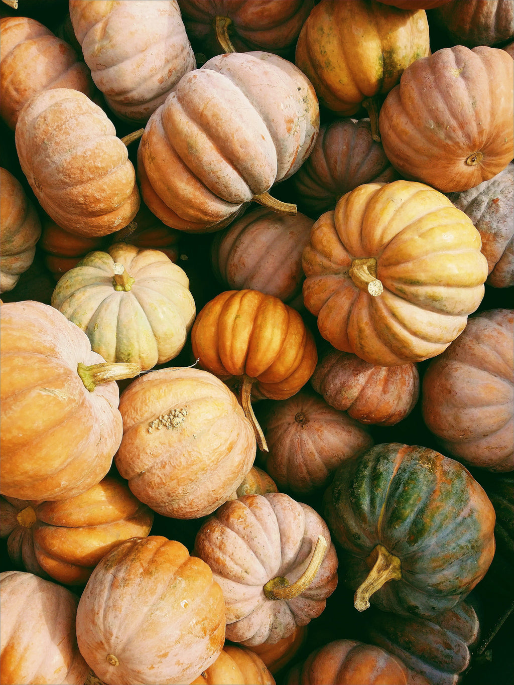 Elegant Pumpkin Patch 12 oz scented candle