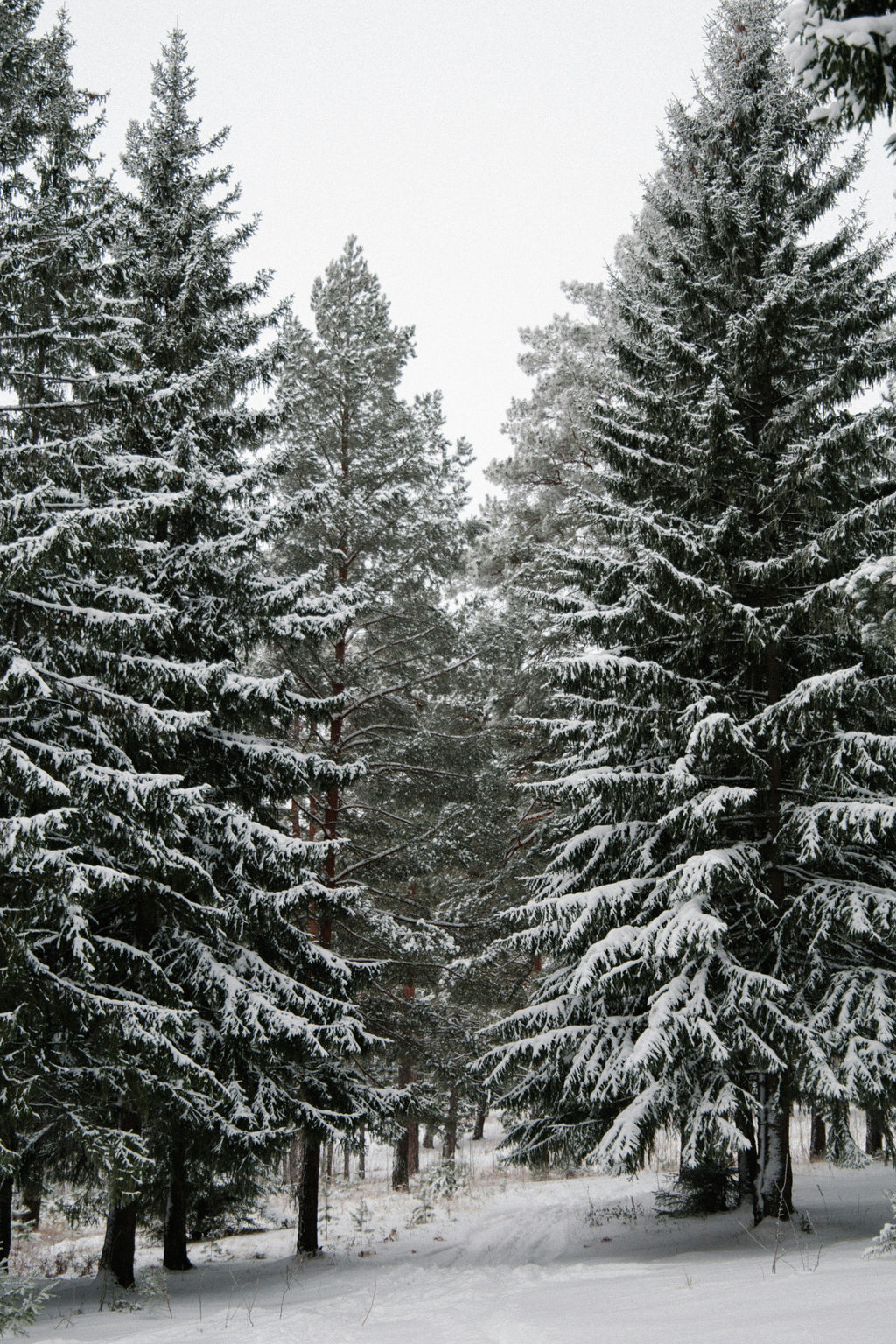 Elegant Winter Pine 12 oz scented candle
