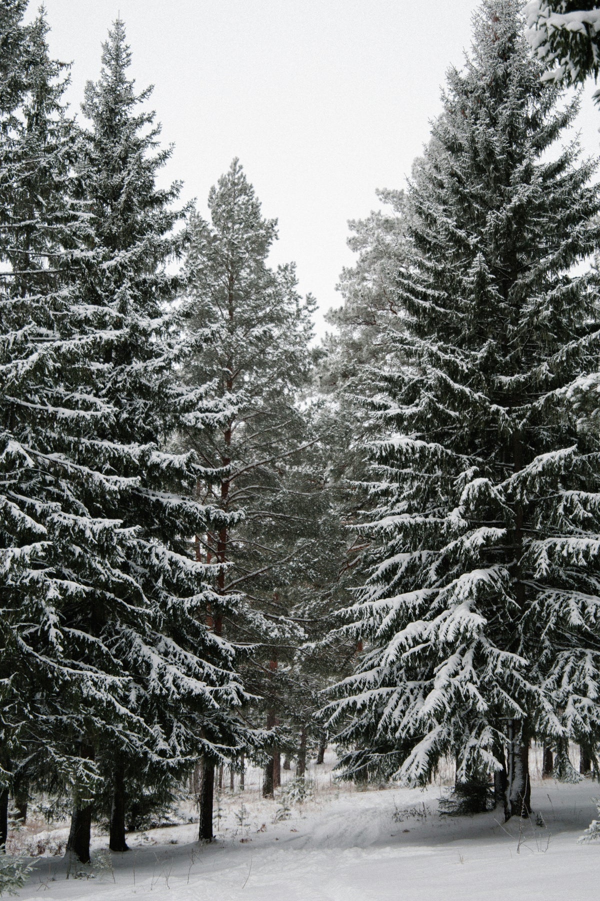 Elegant Winter Pine 12 oz scented candle