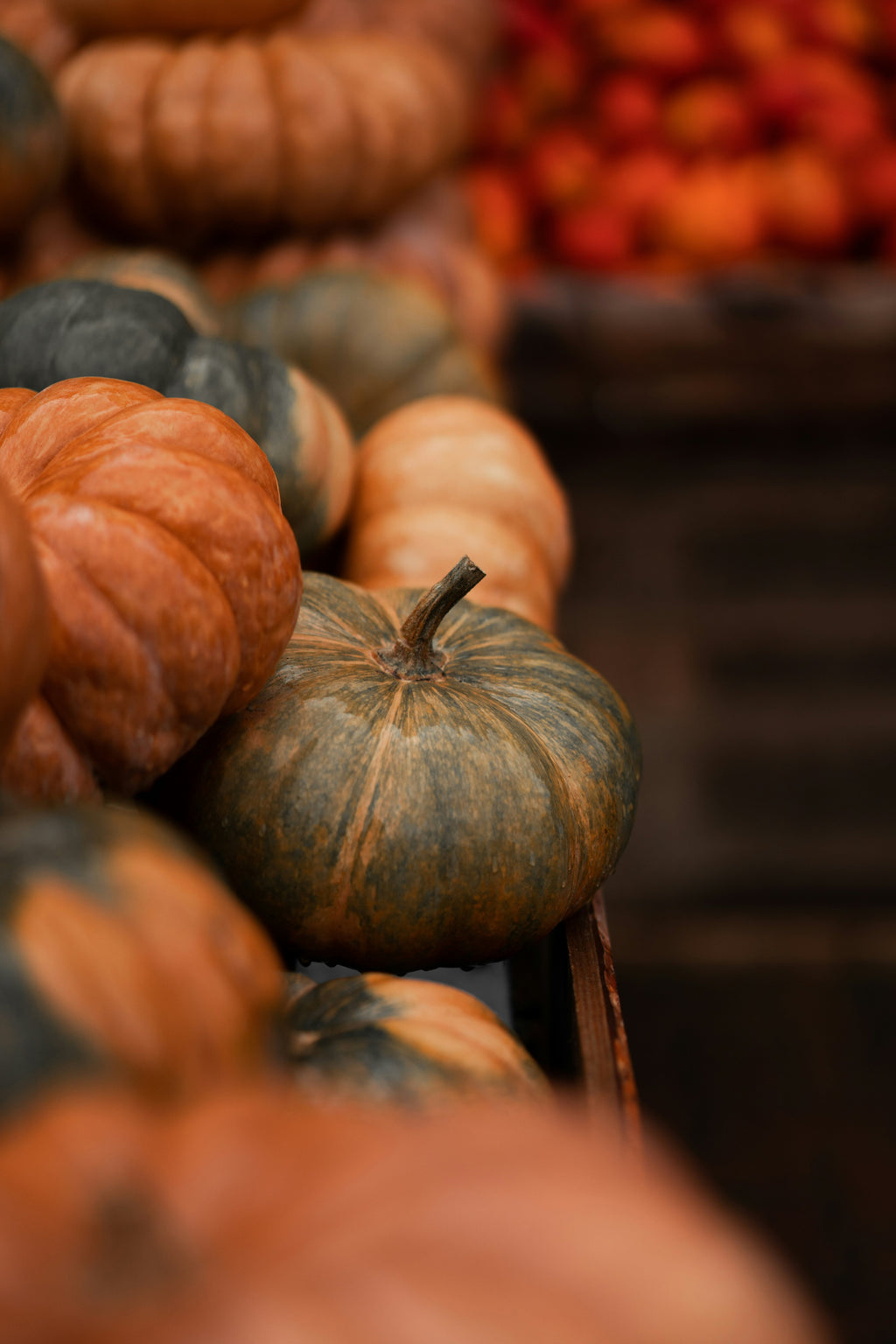 Elegant Sand + Paws Cinnamon Vanilla 12 oz scented candle
